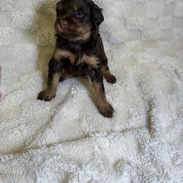 Cockapoo Puppies from Stella’s Six