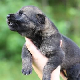 Girl 2 - Sable female German Shepherd puppy in Lucasville, Ohio from Trusting Hearts Kennel