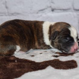 Pete - Brindle and white male Cardigan Welsh Corgi puppy in Rigby, Idaho from Star N Cardigan Corgis