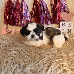 Brindle parti female - Brindle female Shih Tzu puppy in Hibbing, Minnesota from Iron Range Shih Tzu and Puppies