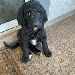 Santa - Black male Goldendoodle puppy in St Johns, Florida from Nini's Poodles and Doodles of St. Johns Co.