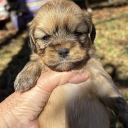 Tiana - Red gold female Lhasa Apso puppy in Albany, Georgia from Clark's Lhasas