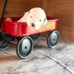 Female puppy pick 3 - White and black female Dalmatian puppy in Hawkins, Texas from Snow Dalmatians