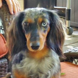 Dachshunds from Belgate Dachshunds