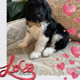 Goldendoodle Puppies from C.P. Puppy Buddies