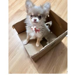 Paco - Chocolate blue male Chihuahua puppy in Williamsburg, Virginia from PAWSitive Cheeky Chihuahuas