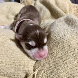 Siberian Husky Puppies from TRUHUSKY SIBERIANS