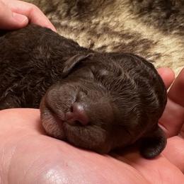 Bud (Orange Collar) - Brown male Poodle puppy in Monroeville, Pennsylvania from K & A Standard Poodles