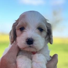 Willow - Red and white female Cockapoo puppy in Ville Platte, Louisiana from The Barkery