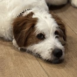 Millie - Australian Mountain Doodle