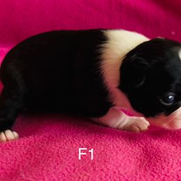 Puppy 1 - Black and white Boston Terrier puppy in Paulden, Arizona from Gold Buckle Kennel