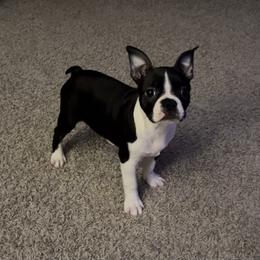 Boston Terrier Puppies from The Terriers Place