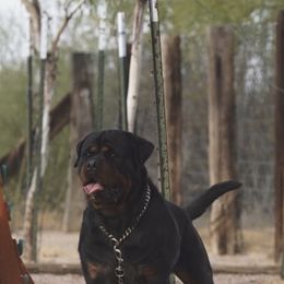 Rottweiler Puppies from Midnight Rottweilers