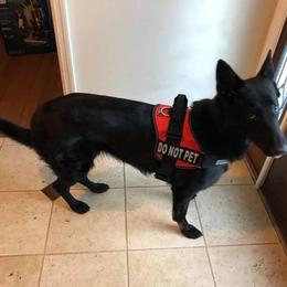 German Shepherd All Grown Up from Lifelong K9