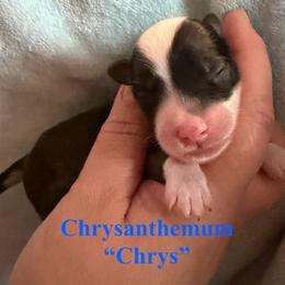Chrysanthemum - Sable male Chinese Crested puppy in Sweet Home, Oregon from Rhapsody Poodles & Cresteds