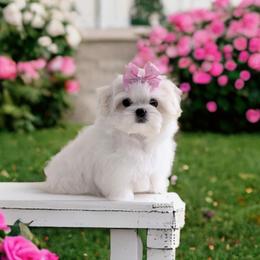 Maltese puppies from Bratpack Babydolls