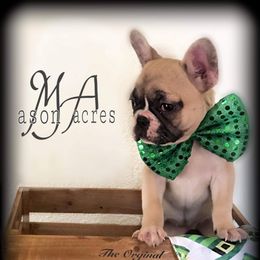 Boston Terrier, Companion Cross, and French Bulldog Puppies from High Plains French Bulldogs,Boston Terriers and Frenchtons.