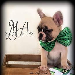 Boston Terrier, Companion Cross, and French Bulldog Puppies from High Plains French Bulldogs,Boston Terriers and Frenchtons.