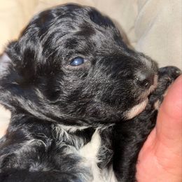 Boy 2 - Black male Goldendoodle puppy in Holly, Colorado from Vida’s Loving Doodles