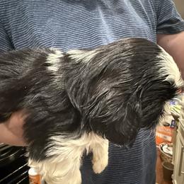 LUCKY PRINCE of the Empress - Black and white male Shih Tzu puppy in Ellicott City, Maryland from Dr. Dmitriy Kurenbin PURE SHIH TZU Puppies