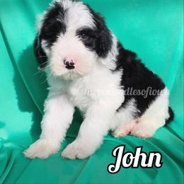 John - Black and white male Sheepadoodle puppy in Iowa Falls, Iowa from Sheepadoodles of Iowa