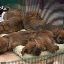 Norfolk Terrier and Norwich Terrier Puppies from Infinity Kennels