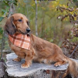 Pumpkin - Dachshund