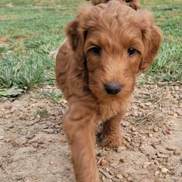 Denver - Labradoodle puppy in Mckenzie, Tennessee from Small Town Doodles & Poodles
