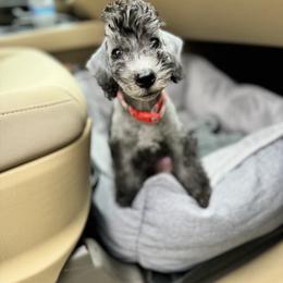 Bedlington Terrier and Great Dane Puppies from Show Bedlingtons