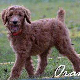 Orange Collar - Red  female Poodle puppy in Cleveland, Texas from Mayday Quality Poodles