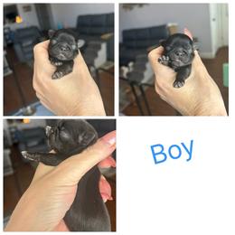 Boy 1 - Black and white male Shih Tzu puppy in Dallas, Texas from Almost Heaven Shih Tzu