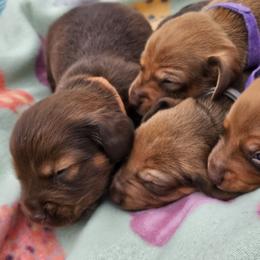 Dachshund Puppies from Wayward Home Dachshunds