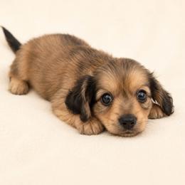 Curley (shaded cream) - Cream male Dachshund puppy in Sebring, Florida from Mini Weenies