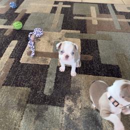 Edd (pink collar) - Lilac male Boston Terrier puppy in Red Rock, Arizona from Knucklez Kids