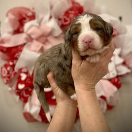 Sage - Blue merle female Bernedoodle puppy in Idaho from Bernese By Barzees