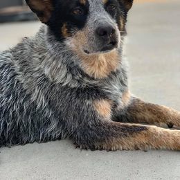 Australian Cattle Dog All Grown Up from Oakley ACDs
