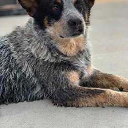 Australian Cattle Dog All Grown Up from Oakley ACDs