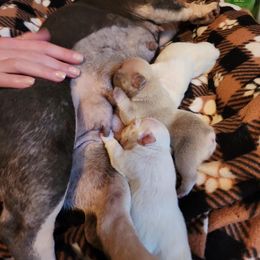 French Bulldog Puppies from Shawhan Family Frenchies