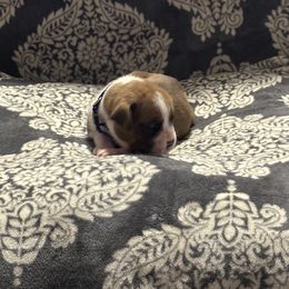 Boxer Puppies from Ocala Wiggle Butt Boxers