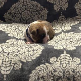 Boxer Puppies from Ocala Wiggle Butt Boxers