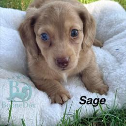 Sage - Dapple male Dachshund puppy in Lexington, Oklahoma from BooneDox Miniature Dachshunds