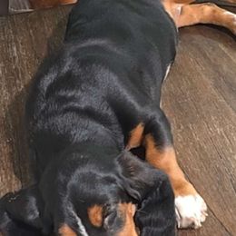 Basset Hound and Dachshund Puppies from V's Southern Angels