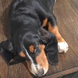 Basset Hound and Dachshund Puppies from V's Southern Angels