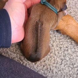 Green - Wheaten blk nose Rhodesian Ridgeback puppy in Colgate, Wisconsin from Zenkosi Ridgebacks