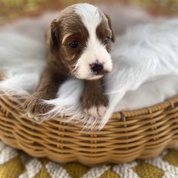 Cavapoo and Goldendoodle Puppies from French Creek Doodles