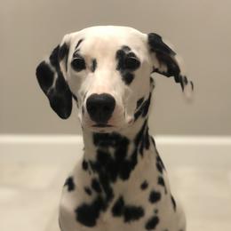 Thumperina - Dalmatian