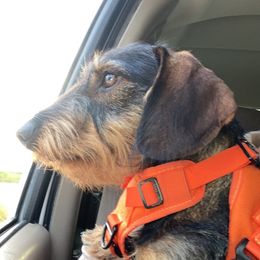 Dachshund All Grown Up from South Texas Teckels