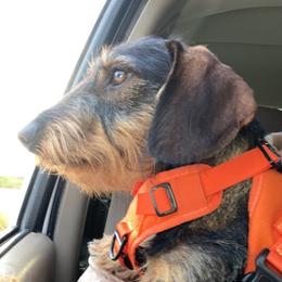 Dachshund All Grown Up from South Texas Teckels
