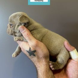 French Bulldog Puppies from The French Bulldog Company LLC