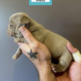 French Bulldog Puppies from The French Bulldog Company LLC